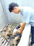 A worker at the Dawn Fine Bred Meat Dog Center in the city of Peixian checks on puppies destined for the dinner table.