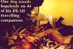 73 dogs were crammed into a false floor of a truck, a space measuring 4' x 8' x 15inches (122cm x 244cm x 38cm). Not surprisingly, 44 were found dead from suffocation or were crushed to death.