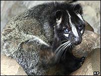 Civet cat