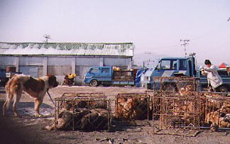 A chained St Bernard looks on as other 'food dogs' await their deaths in cages